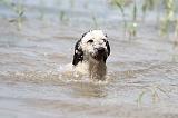 PERRO DE AGUA 163